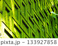 陽光を浴びる緑の苔壁 133927858