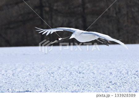 丹頂鶴・飛行 133928389