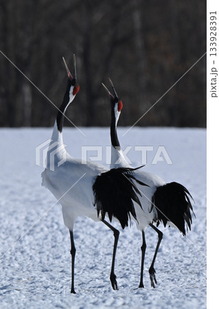 丹頂鶴・鳴き合い 丹頂鶴・鳴き合い 133928391