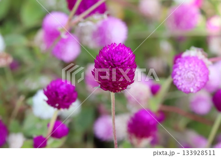 秋の庭に咲く薄い桃色や濃い桃色の千日紅の花 133928511