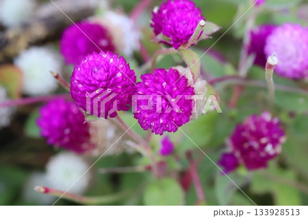 秋の庭に咲く薄い桃色や濃い桃色の千日紅の花 133928513