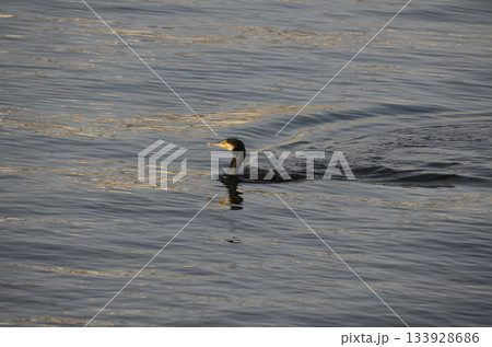 海面の鵜 海面の鵜 133928686