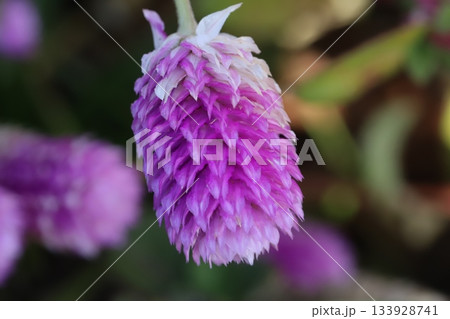 秋の庭に咲くピンク色の千日紅の花 秋の庭に咲くピンク色の千日紅の花 133928741