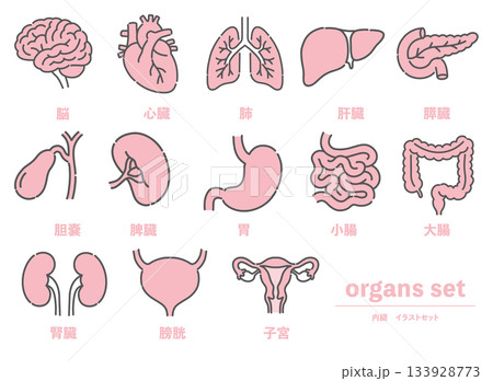 脳、心臓、肺など13種類の内臓・臓器イラストセット 133928773