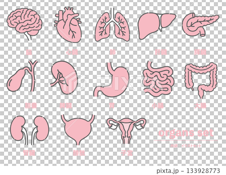 Illustration set of 13 internal organs including the brain, heart, and lungs 133928773
