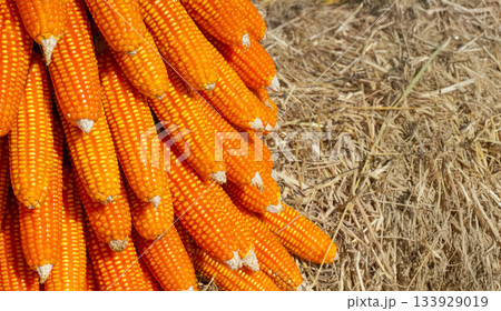 Yellow Corn are Staple Ingredient for Livestock Feed 133929019
