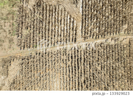 Flash flood destroys corn and vegetable crop in Southeast asia. 133929023