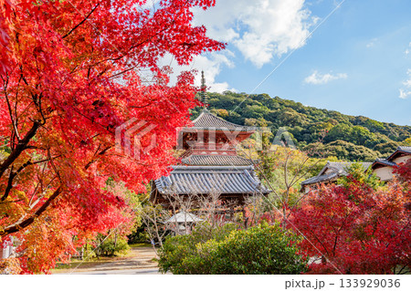 秋の神戸・太山寺・三重塔と紅葉 秋の神戸・太山寺・三重塔と紅葉 133929036