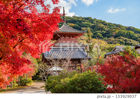 秋の神戸・太山寺・三重塔と紅葉 秋の神戸・太山寺・三重塔と紅葉 133929037