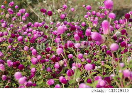 秋の庭に咲く薄い桃色や濃い桃色の千日紅の花 133929159