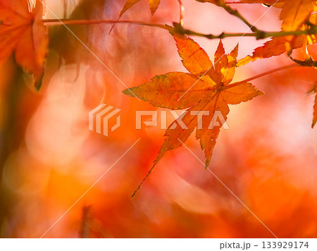 鮮やかな紅葉 鮮やかな紅葉 133929174