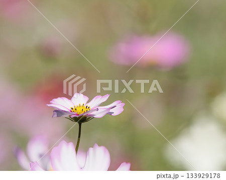 可憐なコスモス 133929178