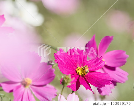 濃いピンクのコスモスとミツバチ 133929179