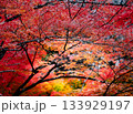 色鮮やかで美しい、立体感のある紅葉 133929197