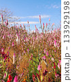 青空に向かって咲くたくさんのケイトウ 133929198