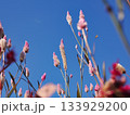青空に向かって咲くケイトウ 133929200