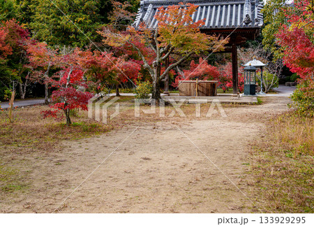 秋の神戸・太山寺・手水舎と紅葉 秋の神戸・太山寺・手水舎と紅葉 133929295