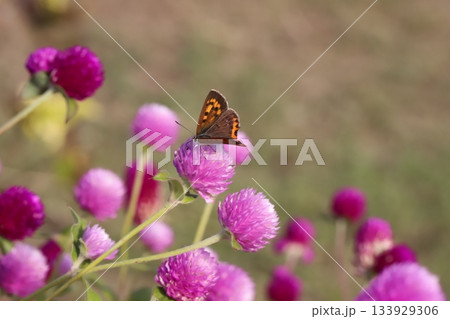 秋の庭に咲くピンク色の千日紅の花の蜜を吸うベニシジミ蝶 133929306