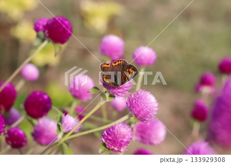 秋の庭に咲くピンク色の千日紅の花の蜜を吸うベニシジミ蝶 133929308