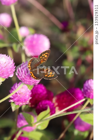 秋の庭に咲くピンク色の千日紅の花の蜜を吸うベニシジミ蝶 133929311