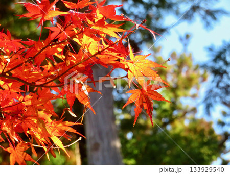 円覚寺の紅葉 133929540