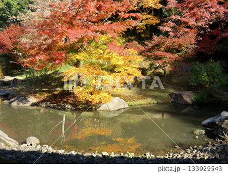 円覚寺の紅葉 円覚寺の紅葉 133929543
