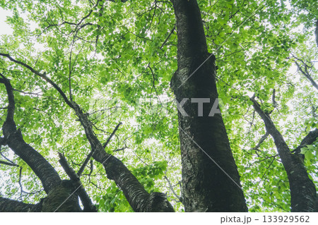 various various 133929562