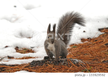 越冬用に隠した餌を探す冬毛姿のエゾリス 蝦夷リス 越冬用に隠した餌を探す冬毛姿のエゾリス 蝦夷リス 133929592