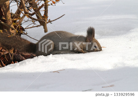 越冬用に隠した餌を探す冬毛姿のエゾリス 蝦夷リス 越冬用に隠した餌を探す冬毛姿のエゾリス 蝦夷リス 133929596