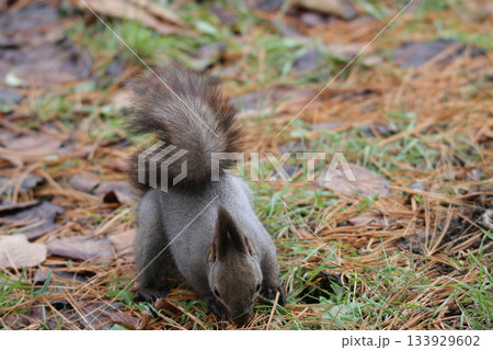 越冬用に隠した餌を探す冬毛姿のエゾリス 蝦夷リス 越冬用に隠した餌を探す冬毛姿のエゾリス 蝦夷リス 133929602