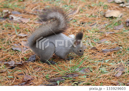 越冬用に隠した餌を探す冬毛姿のエゾリス 蝦夷リス 越冬用に隠した餌を探す冬毛姿のエゾリス 蝦夷リス 133929603
