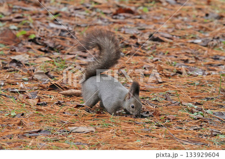 越冬用に隠した餌を探す冬毛姿のエゾリス 蝦夷リス 越冬用に隠した餌を探す冬毛姿のエゾリス 蝦夷リス 133929604