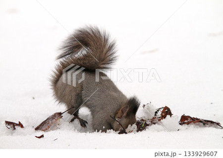 越冬用に隠した餌を探す冬毛姿のエゾリス 蝦夷リス 越冬用に隠した餌を探す冬毛姿のエゾリス 蝦夷リス 133929607