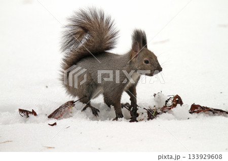 越冬用に隠した餌を探す冬毛姿のエゾリス　蝦夷リス 133929608