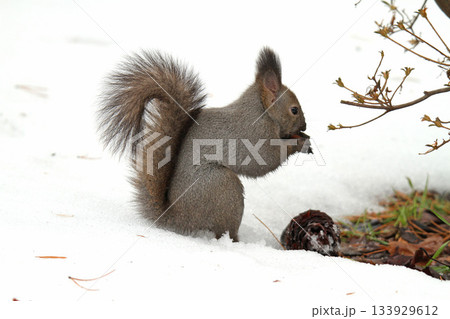越冬用に隠した餌を探す冬毛姿のエゾリス　蝦夷リス 133929612