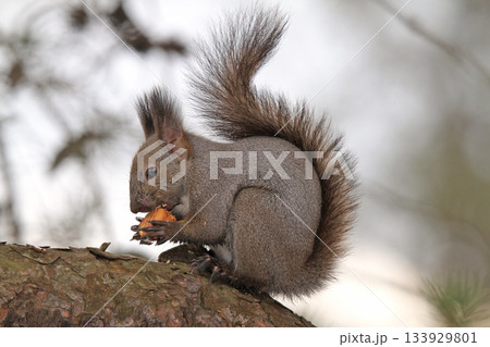 越冬用に埋めていた栗の実を食べる冬毛姿のエゾリス　蝦夷リス 133929801