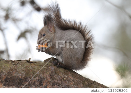 越冬用に埋めていた栗の実を食べる冬毛姿のエゾリス 蝦夷リス 越冬用に埋めていた栗の実を食べる冬毛姿のエゾリス 蝦夷リス 133929802