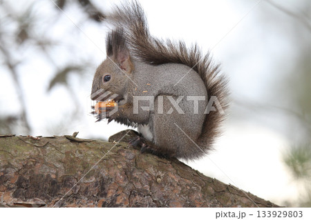 越冬用に埋めていた栗の実を食べる冬毛姿のエゾリス　蝦夷リス 133929803