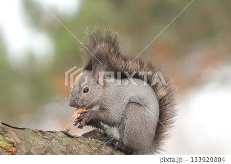 越冬用に埋めていた栗の実を食べる冬毛姿のエゾリス　蝦夷リス 133929804