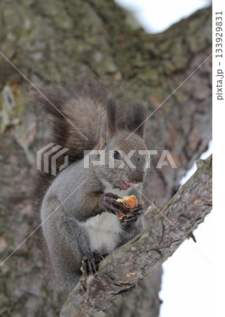 越冬用に埋めていた栗の実を食べる冬毛姿のエゾリス　蝦夷リス 133929831