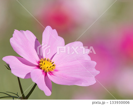 秋の日差しに咲くピンクのコスモスの花 秋の日差しに咲くピンクのコスモスの花 133930006