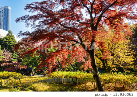 東京都　小石川後楽園　不老水、藤棚、花菖蒲田付近　紅葉の風景　国の特別史跡 133930062