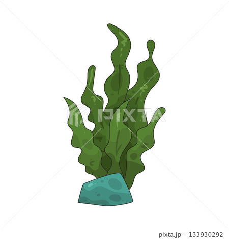 illustration of Seaweed illustration of Seaweed 133930292