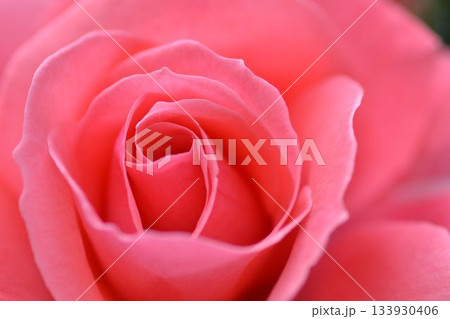アップで撮られたピンクの薔薇 アップで撮られたピンクの薔薇 133930406