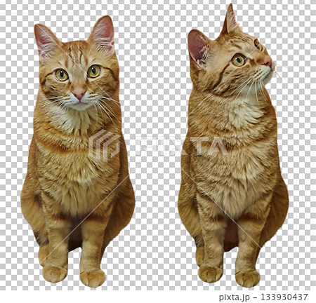 A frontal photograph of a brown tabby cat sitting with its paws together 133930437