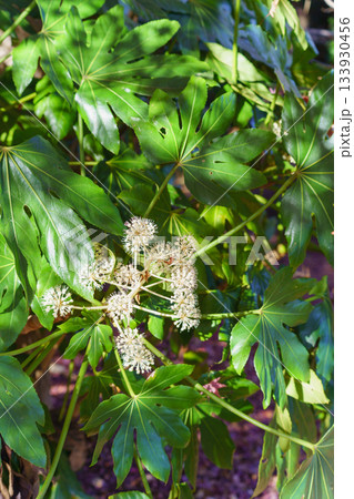 ヤツデ・秋に咲くヤツデの花 ヤツデ・秋に咲くヤツデの花 133930456