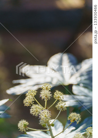 ヤツデ・秋に咲くヤツデの花 133930466