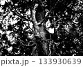 樹木のモノクロ画像 133930639