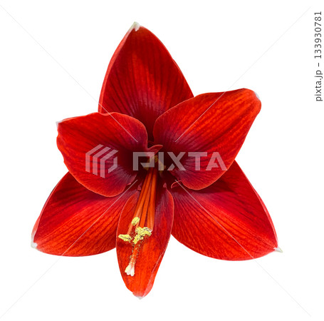 Close-up Red Amaryllis flower isolated on White Background with clipping path. Floral design element for cards, invitations, posters. Close-up Red Amaryllis flower isolated on White Background with clipping path. Floral design element for cards, invitations, posters. 133930781