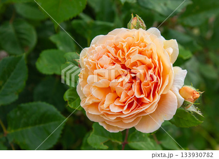 Close-up of an apricot English climbing rose, 'Crown Princess of Margaret', blooming in a spring garden against a blurred background of green leaves with copy space. Natural flower background. 133930782